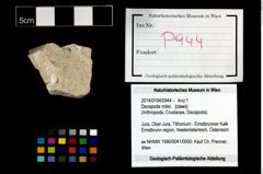 Foto (Objekt + Etikett) von Decapoda indet.  (NHMW-GEO-2014-0194-0944)
